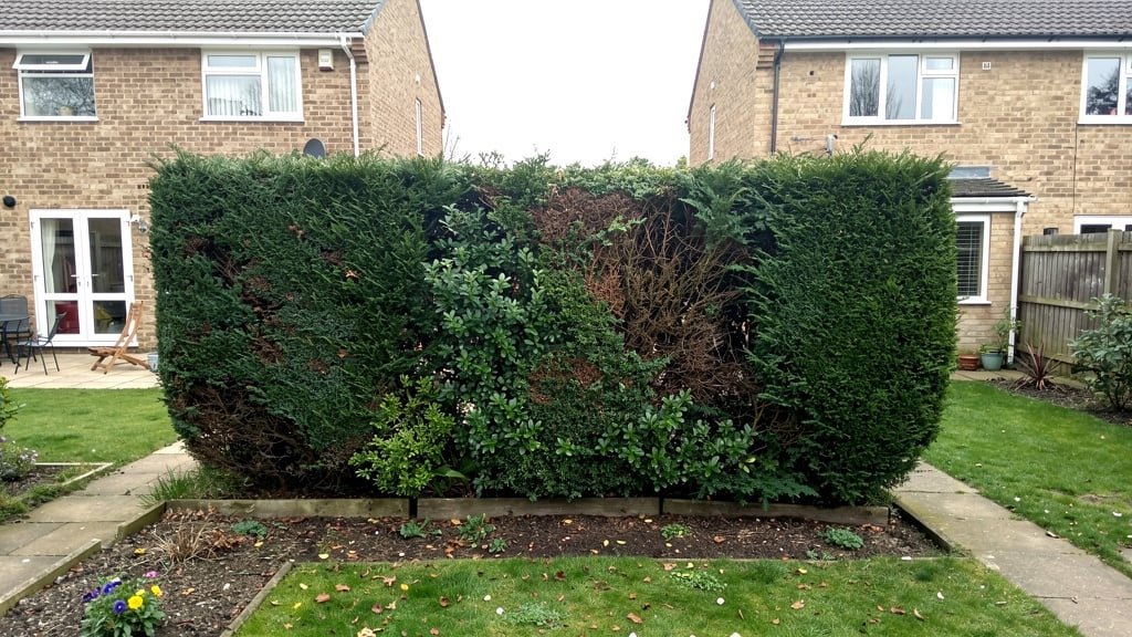 Garden hedge boundary between properties